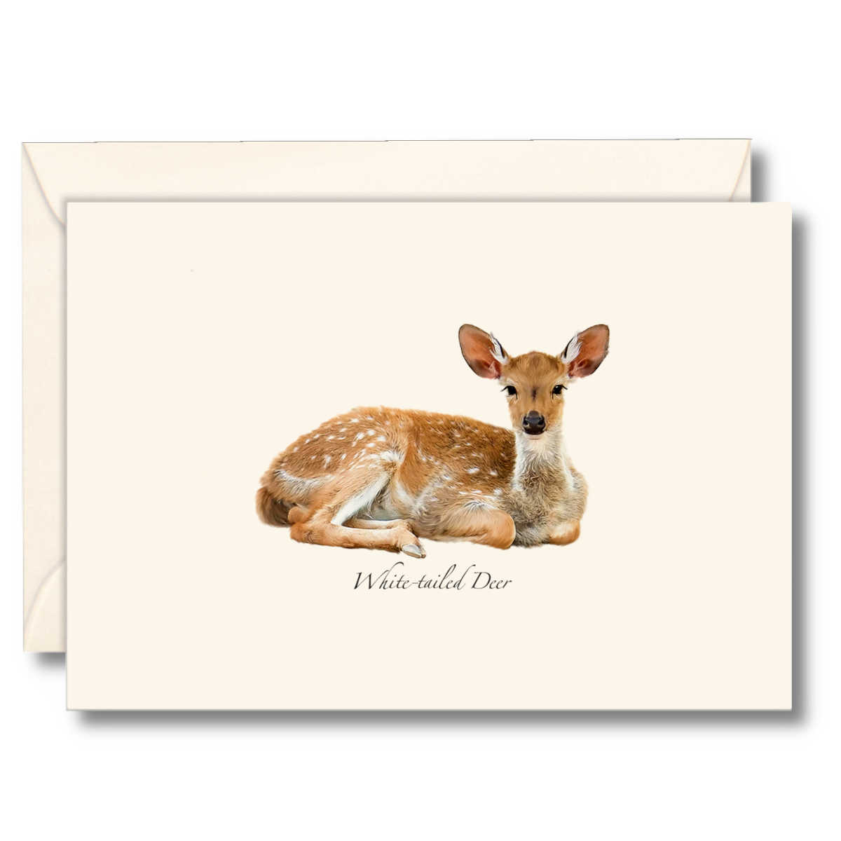 White-tailed Deer Notecard Set