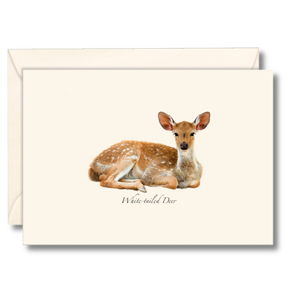 White-tailed Deer Notecard Set