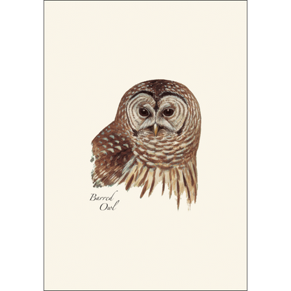 Peterson's Owl Assortment Notecard Set