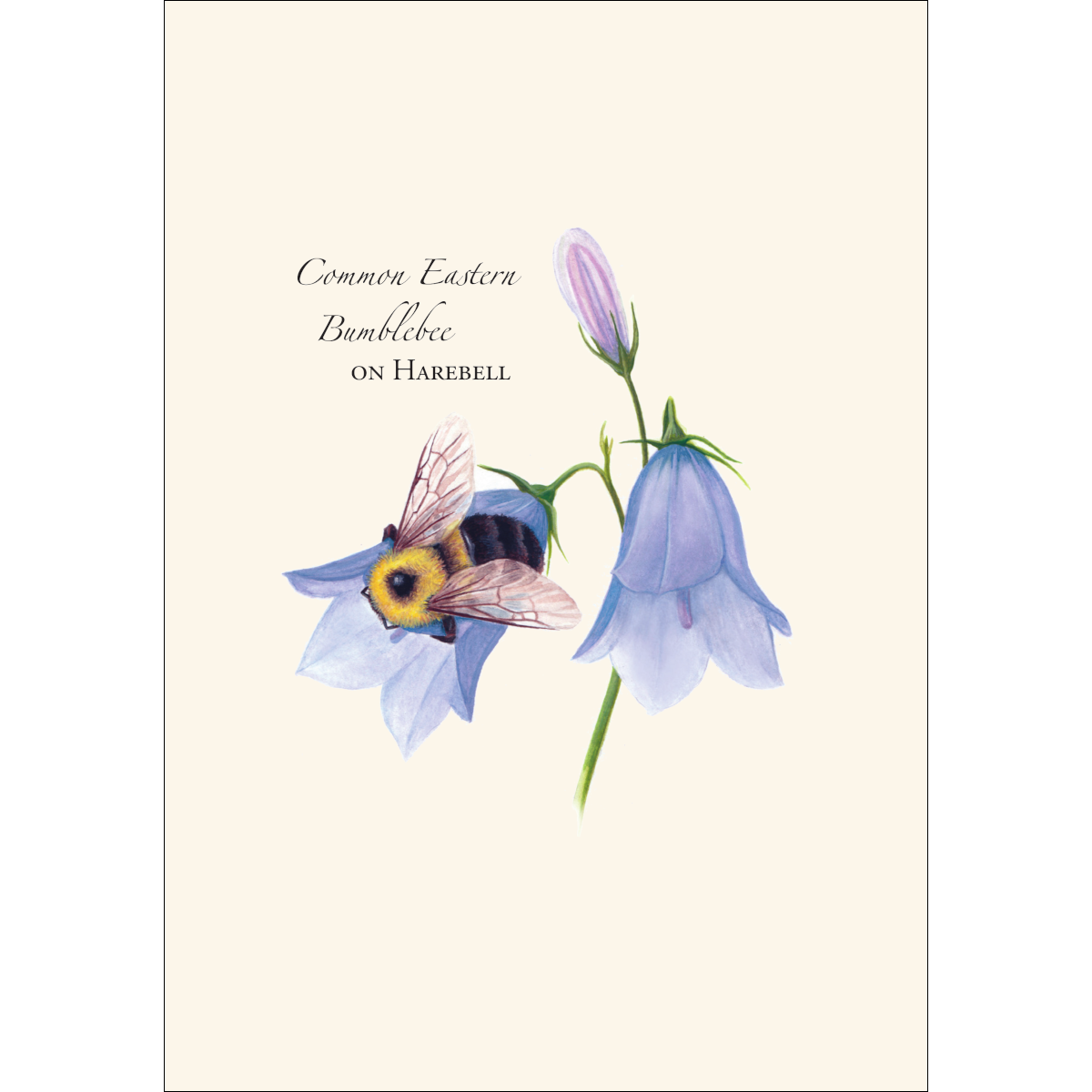 Spring Bee Assortment Notecard Set