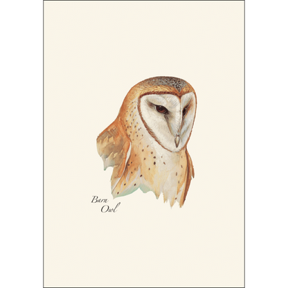 Peterson's Owl Assortment Notecard Set