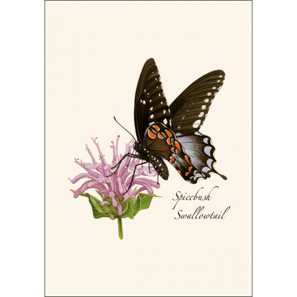 Spicebush Swallowtail Butterfly Notecard Set