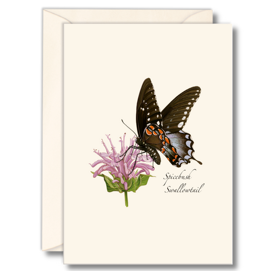 Spicebush Swallowtail Butterfly Notecard Set