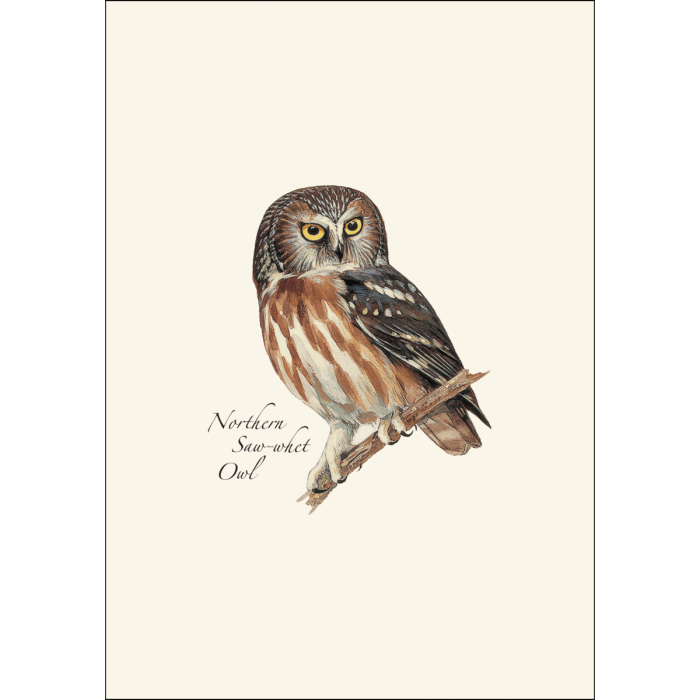 Peterson's Owl Assortment Notecard Set