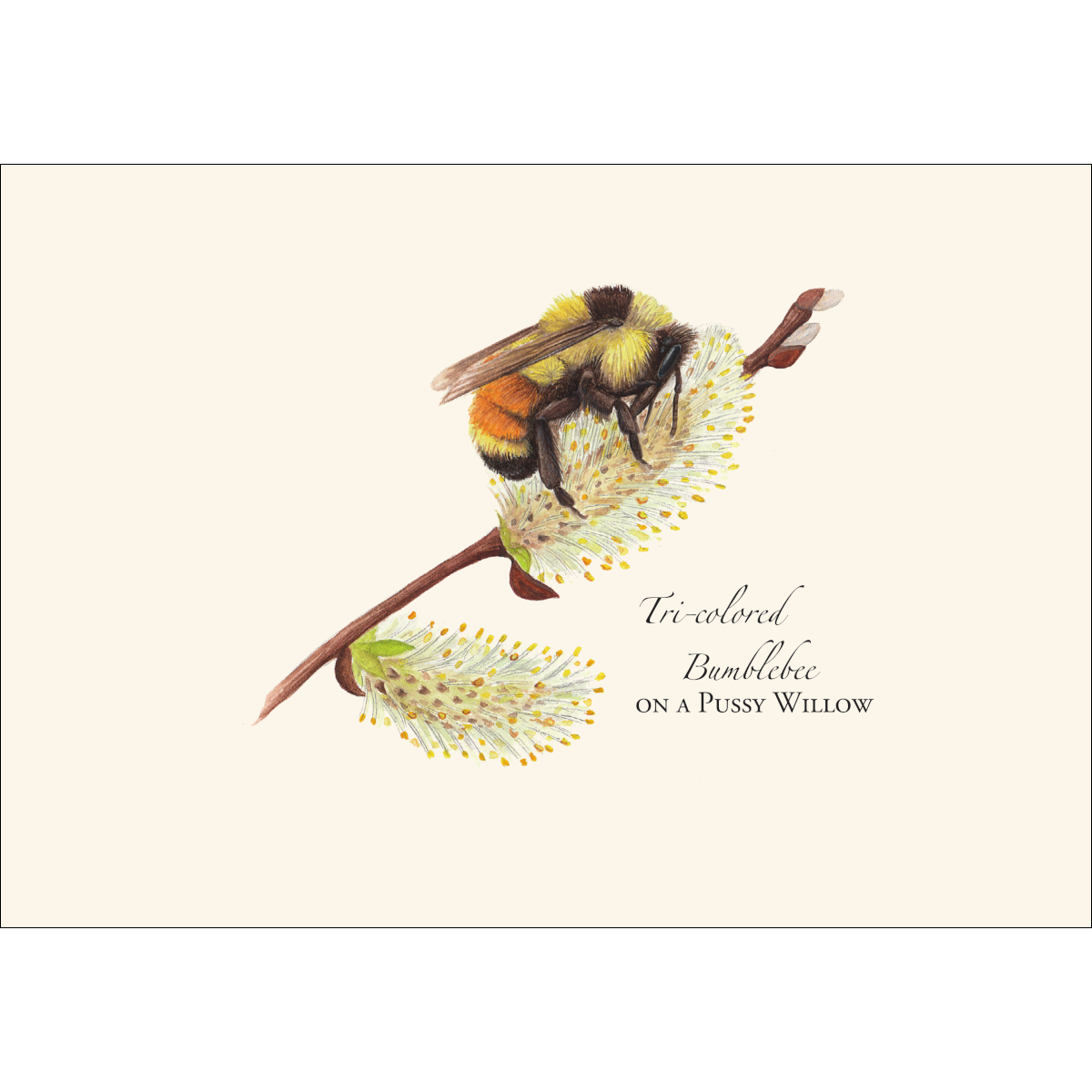 Spring Bee Assortment Notecard Set