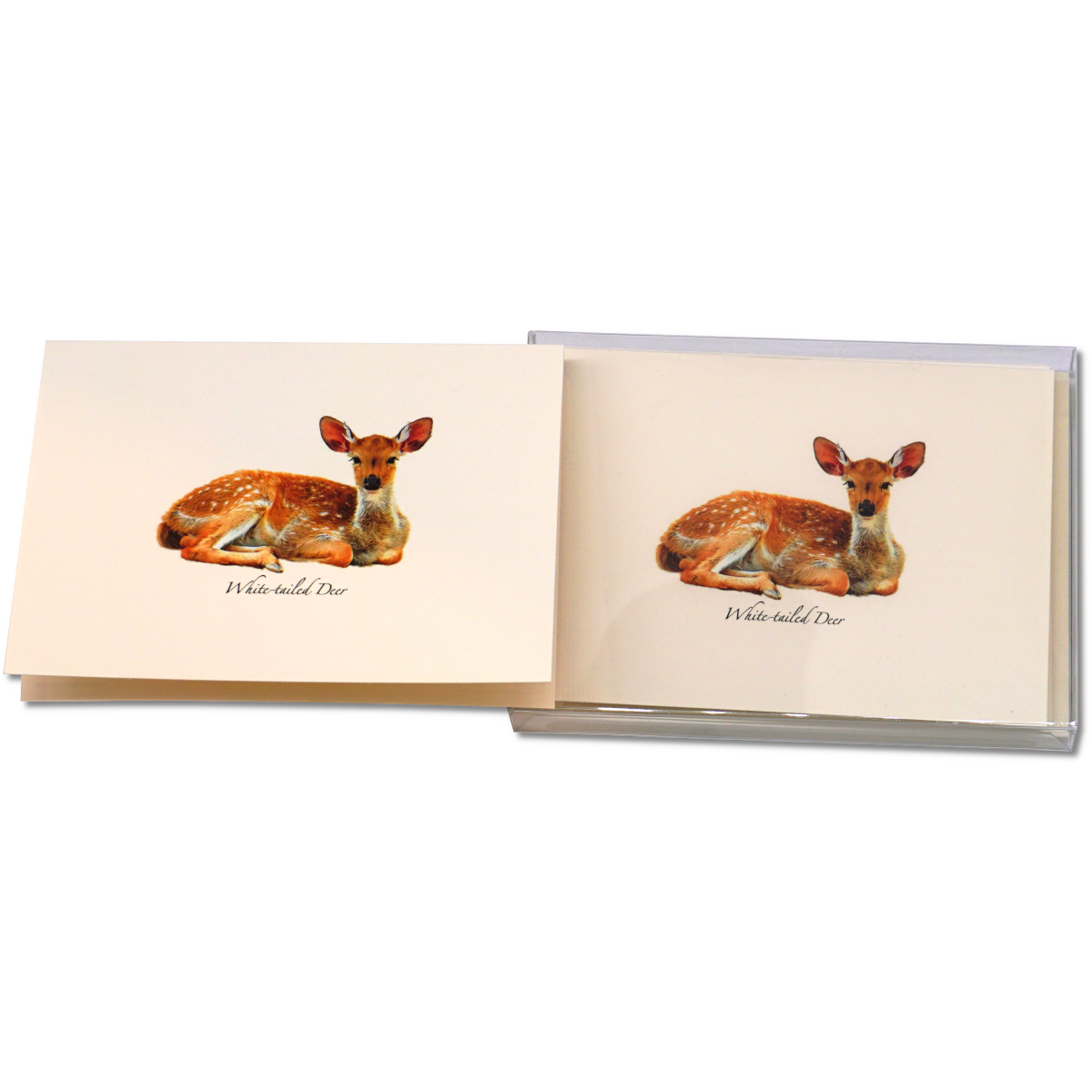 White-tailed Deer Notecard Set