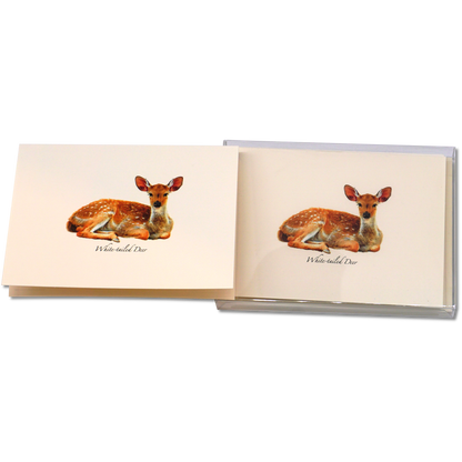 White-tailed Deer Notecard Set