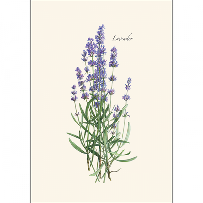 Lavender Notecard Set