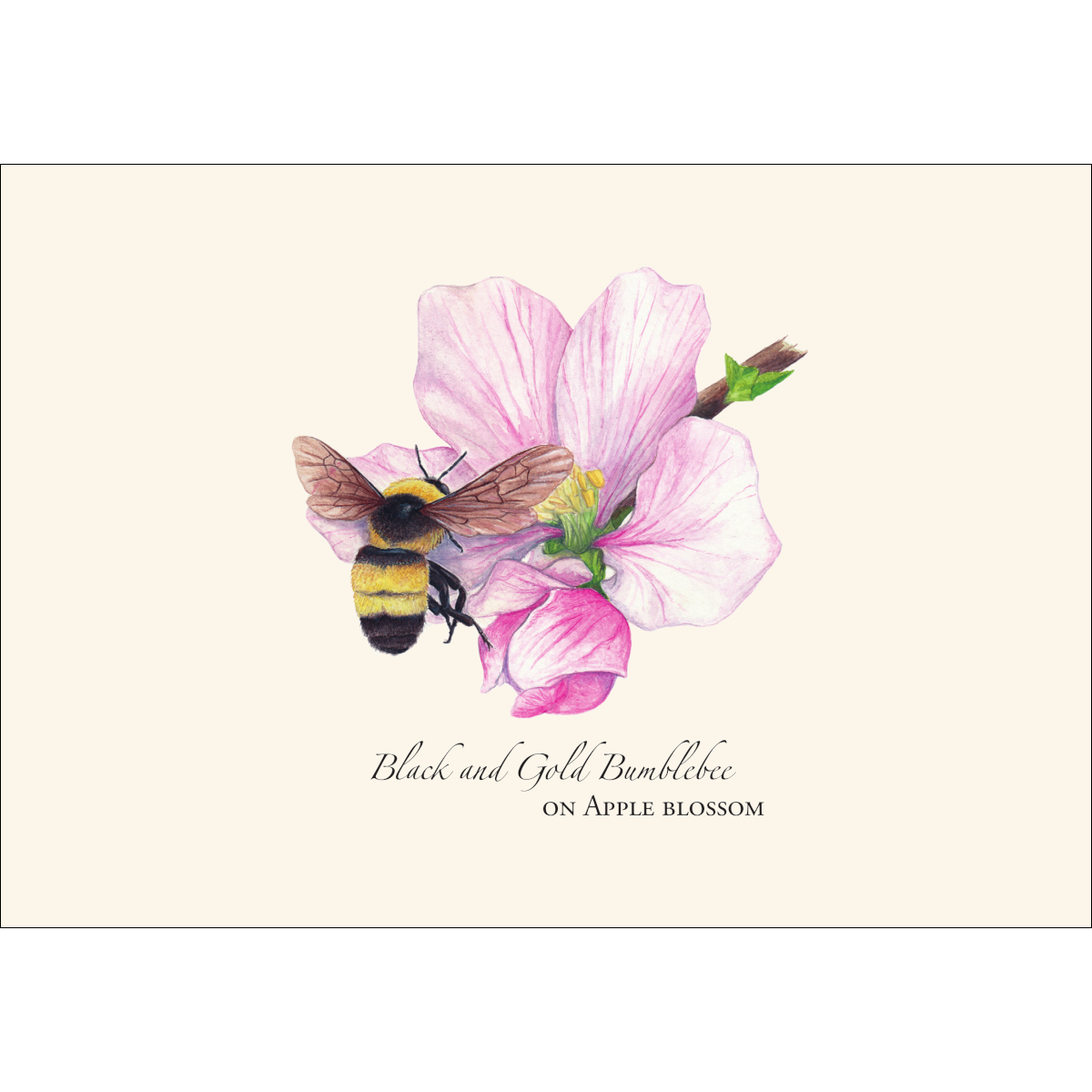 Spring Bee Assortment Notecard Set