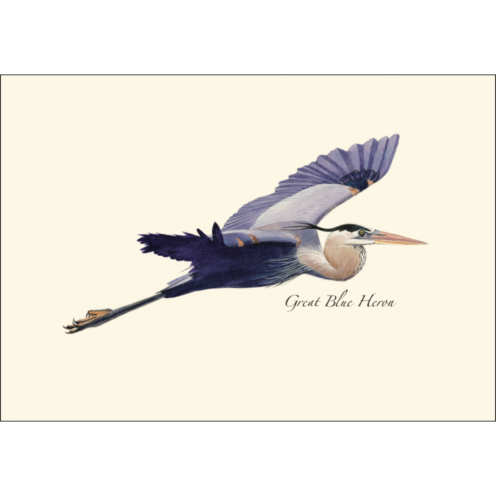 Great Blue Heron in Flight Notecard Set