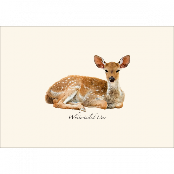 White-tailed Deer Notecard Set