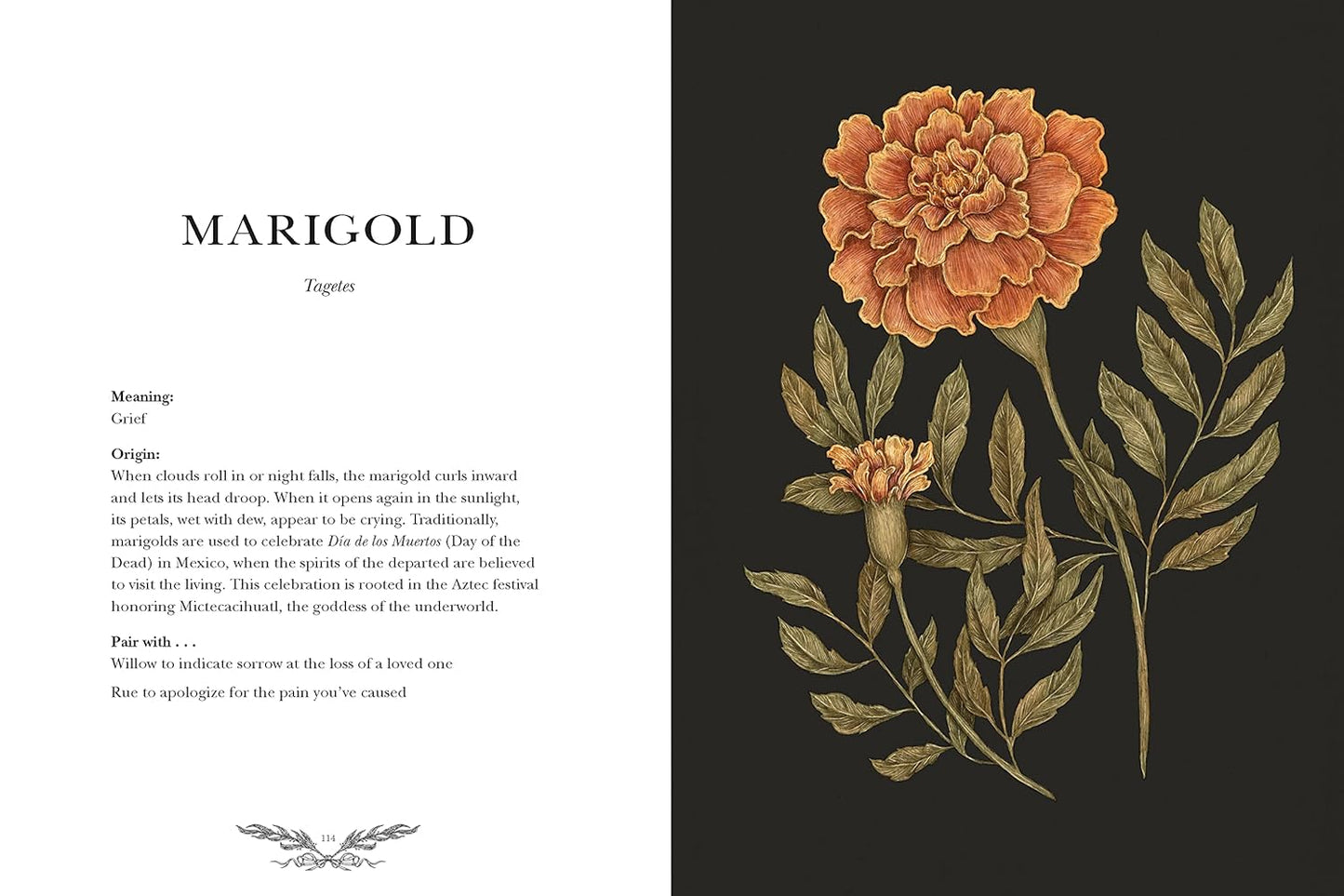 Floriography: An Illustrated Guide to the Victorian Language of Flowers Volume 1 by Jessica Roux