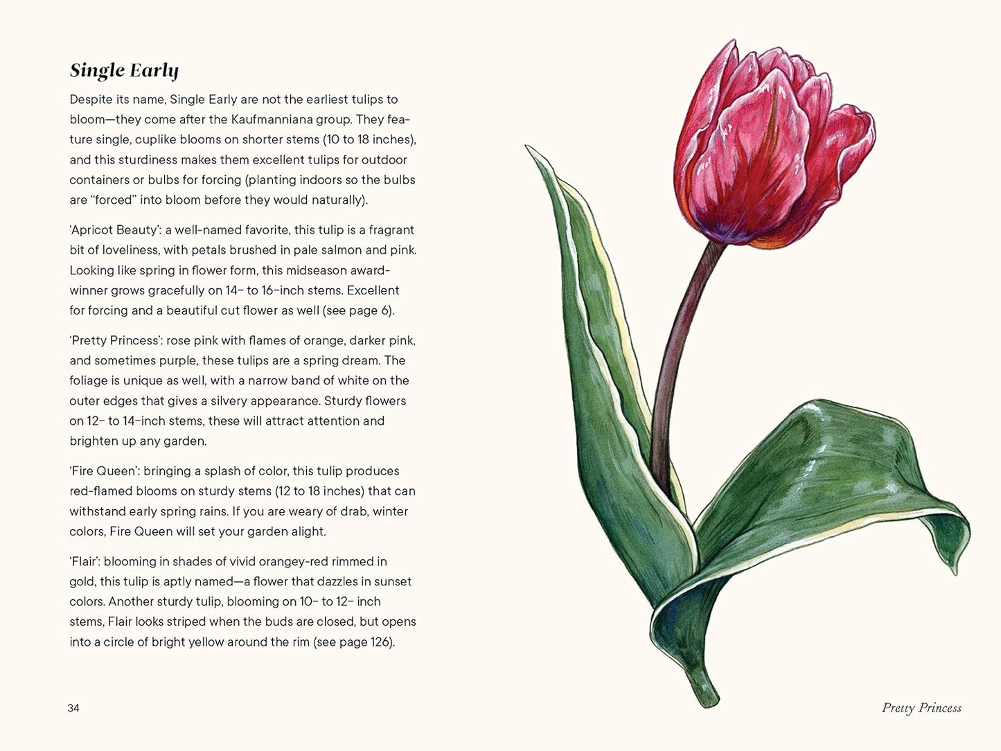 Tulips: A Little Book of Flowers by Tara Austen Weaver