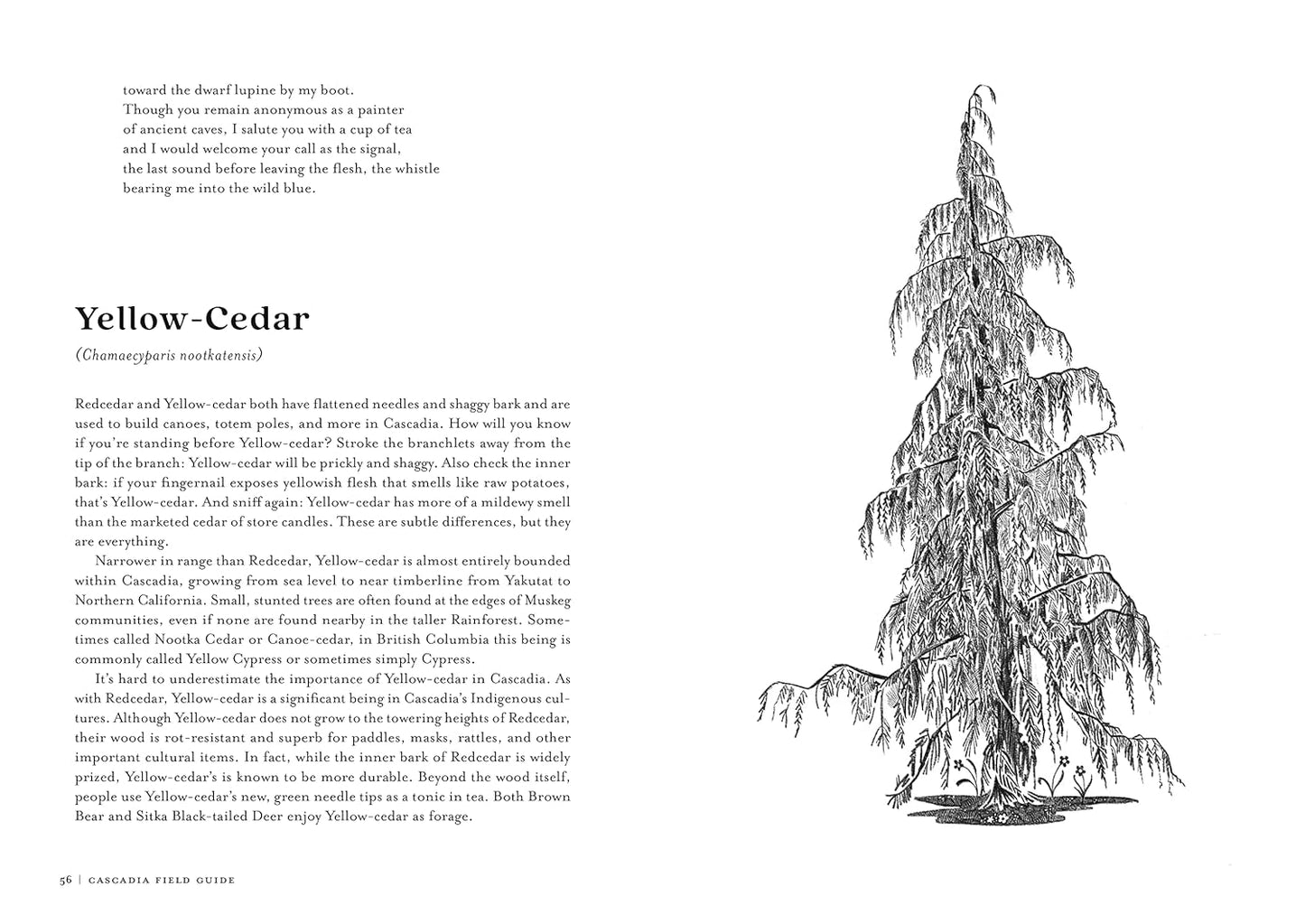 Cascadia Field Guide: Art, Ecology, Poetry by Elizabeth Bradfield, Cmarie Fuhrman, Derek Sheffield