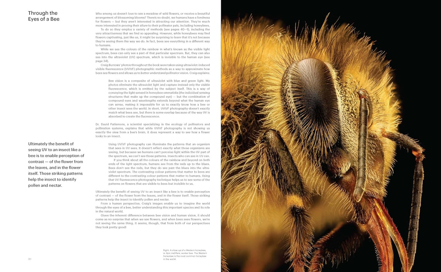 What the Bees See: A Honeybee's Eye View of the World by Craig P. Burrows