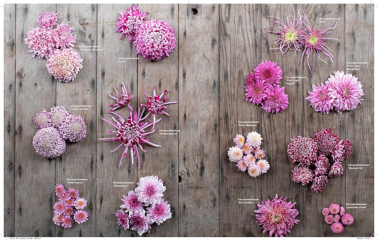 Floret Farm's a Year in Flowers: Designing Gorgeous Arrangements for Every Season by Erin Benzakein,  with Julie Chai, Jill Jorgensen, and Chris Benzakein (Photographer)