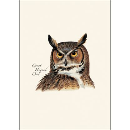 Peterson's Owl Assortment Notecard Set